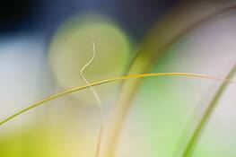 Lexicon_of_a_grass_6