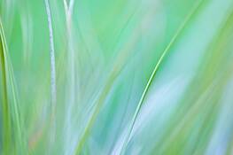 Lexicon_of_a_grass_7