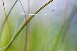 Lexicon_of_a_grass_8