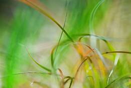 Lexicon_of_a_grass_9