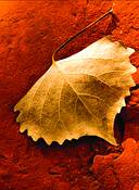 Golden_leaf