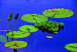 Serenity