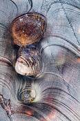 Two_shells_and_a_rock