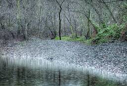 Silver_rain