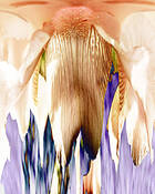 Iris_abstract