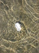 White_shell