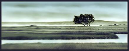 Windswept