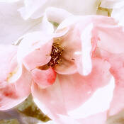 Rose_glow