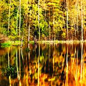 Golden_reflection
