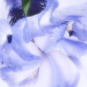 Siberian_iris