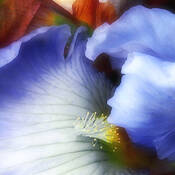 The_last_iris