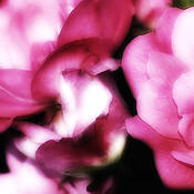 The_rose