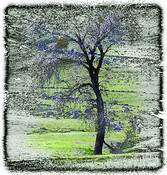 Sutter_buttes_3