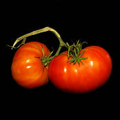 Twotomatoes