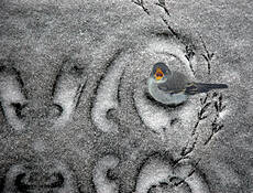 Bird_2