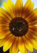 Climbing_sunflowers