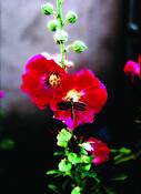 Hollyhock
