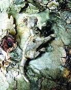 Barkameleon_in_its_element