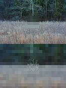 Pasture_1