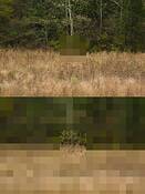 Pasture_11