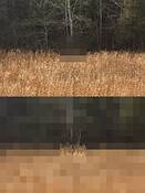 Pasture_12