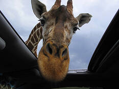 Hungry_giraffe