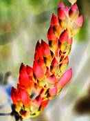 Ocotillo_in_coral