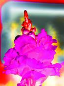 Pink_flower