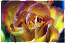 Birthday_rose