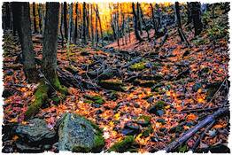 Creekbed_in_autumn_repose