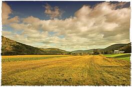 Roxbury_autumn_field