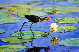 Jacana_and_lilly