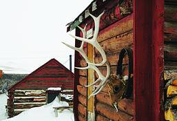 Elk_mask