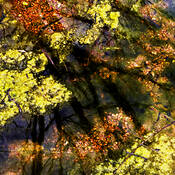 Enchanted
