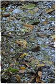 Autumn_leaves
