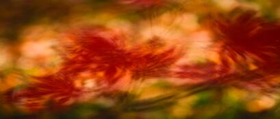 Japanese_maple