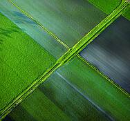 Albany_fields