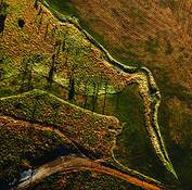 Bird_on_the_land