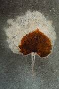 Leaves_001