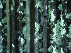 Fence