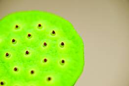 Flora_09-132