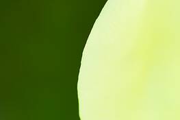 Flora-385