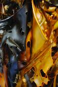 Kelp_4