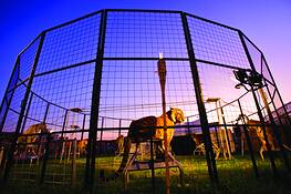 County_fair_4