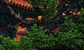 Temple_and_scholar_tree