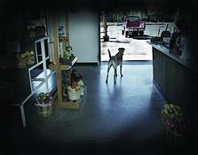 Bradley_dog