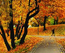 Yellow_autumn