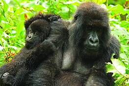 Mountain_gorillas
