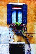 Blue_shutters_and_old_vine