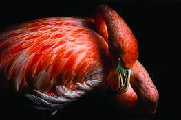 Restful_pose